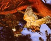 Hawk Attacking Prey - 布鲁诺·利耶夫什